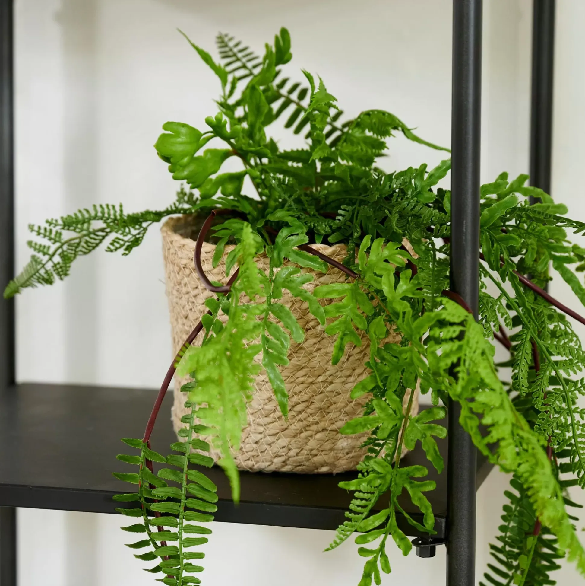 Macetas<CASA Atlantic Macetero Natural