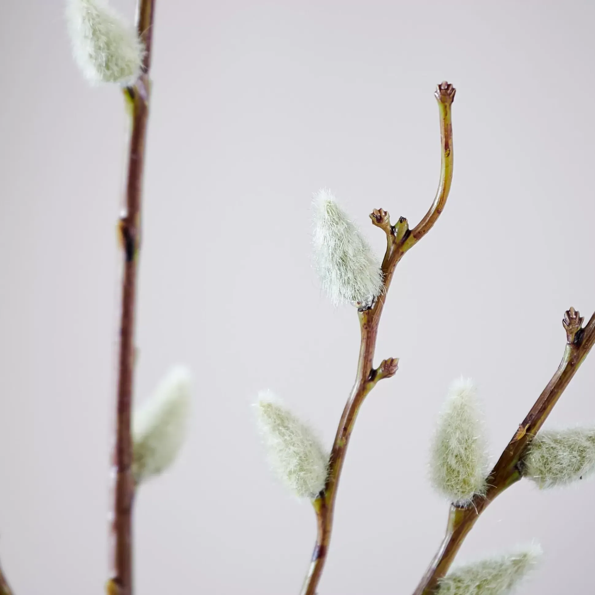 Ramos Artificiales<CASA Salica Rama Sintetico Verde